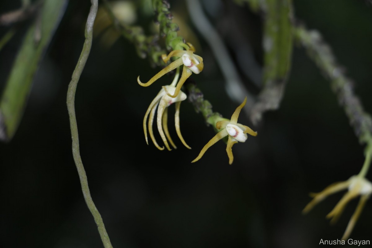 Thrixspermum walkeri Seidenf. & Ormerod